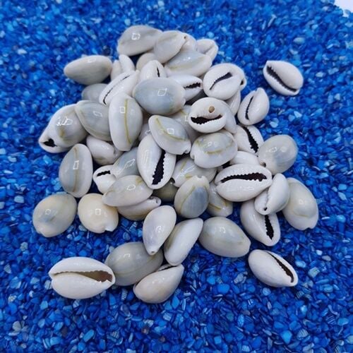 Cyprea Deniz Kabuğu 100 gr