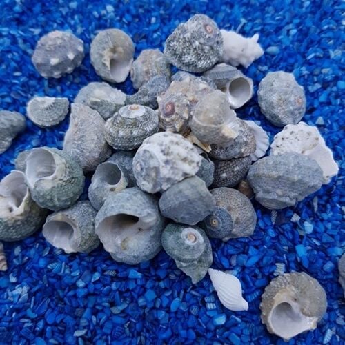 Turbo Deniz Kabuğu 100 gr